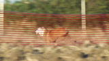 Pit Bulls & Parolees: Highway Rescue