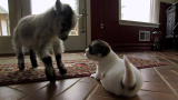 Too Cute!: Pipsqueak Headbutts Puppies