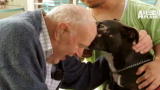 Pit Boss: Pit Bulls and Retirees