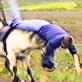 Planet's Funniest Animals: Horse Takes Control