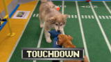 Puppy Bowl IX: Touchdown Butterscotch!