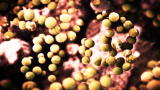 Monsters Inside Me: The Cryptosporidium Parasite