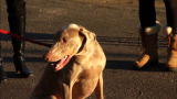It's Me or the Dog: Maintaining Training