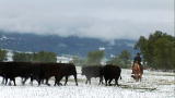Last American Cowboy: The Stucky Ranch