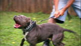 It's Me or the Dog: Weapon On a Leash