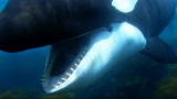 Mutual of Omaha's Wild Kingdom: Orcas Communicating