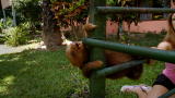 Too Cute! Baby Sloths: Sloths Do Gymnastics!