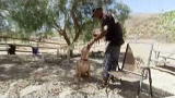 Pit Bulls & Parolees: How to Train a Pit Bull