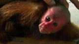 Mutual of Omaha's Wild Kingdom: The Uakari Monkey's Red Face