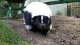 Pets 101: Pet Skunks