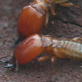 Ultimate Animal Dads: Termite Dads