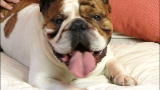 It's Me or the Dog: Pugsley