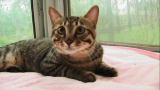 Cats 101: Chinese Li Hua