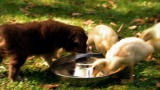 Too Cute!: Puppies Herding Ducklings