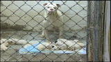 Confessions: Animal Hoarding: Deanna