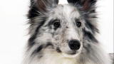 Shetland Sheepdog