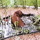Planet's Funniest Animals: Dog in a Pond