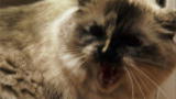 My Cat from Hell: Mentally Imbalanced Cat