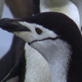 Mutual of Omaha's Wild Kingdom: Leopard Seal Devours Penguin