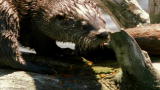 Natural World: Trout & Otter