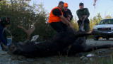 North Woods Law: Recovering Moose Meat