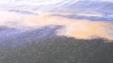Jeff Corwin Reports from the Gulf: Oil in the Water