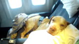 Pit Boss: Shorty's Top Dog: Dogs on a Plane, Way Cuter than Snakes