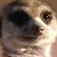 Meerkat Manor: An Unwanted Advance