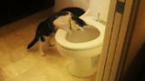 Weird, True & Freaky: Cat Compulsively Flushes Toilet