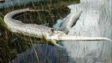 Killer Aliens: Alligator vs. Python