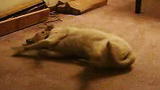 Bad Dog!: Sleepwalking Bizkit