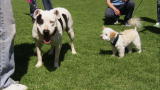Pit Bulls and Parolees: Blind Dog Meets Deaf Dog
