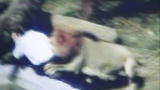 Weird, True & Freaky: Lion Attacks Preacher