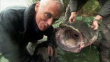 River Monsters: Monster Wels Catfish