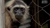 Mutual of Omaha's Wild Kingdom: If Animals Could Talk