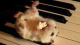 Weird, True & Freaky: Mozart the Musical Hamster