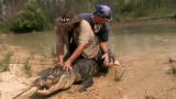 Gator Boys: How to Wrestle a 10-Foot Monster Gator