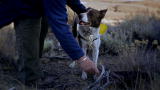 Dogs Find 100s of Bodies In Ghost Town