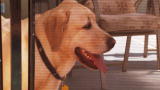 It's Me or the Dog: Bark No More
