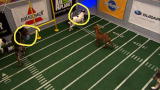 Puppy Bowl VIII: Historic Double Touchdown