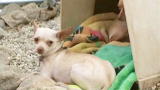 Pit Boss: Chihuahuas as Bait
