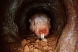 Weird True & Freaky: Naked Mole Rats
