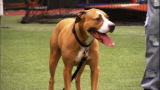 It's Me or the Dog :An Exercise Breakthrough