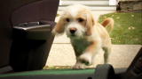 Puppy Bowl VII: Getting Ready for the Big Game
