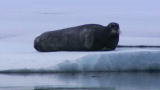 Polar Bear: Spy on the Ice: Polar Bear Hunts a Seal