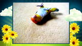America's Cutest Pet: The Parrot that Plays Dead