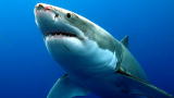 Weird, True and Freaky: Shark Cannibalism