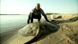 River Monsters: The Silent Assassin