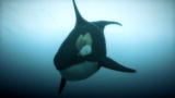 I, Predator: Killer Whale vs. Seal