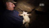 Call of the Wildman: Saving a Ghostly Raccoon